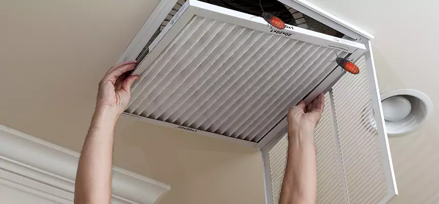 Our Insect Removal from Air Ducts Services in Golden Gate, FL